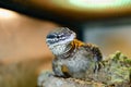 Varanus acanthurus. Exotic animals in the artificial habitat