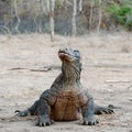 Varanus komodoensis