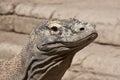 Varanus komodoensis Royalty Free Stock Photo