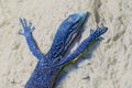 Varanus macraei, blue tree monitor, lizard found on the island of in Indonesia. Monitor near the river. Wildlife scene from nature Royalty Free Stock Photo