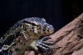 Varanus niloticus Royalty Free Stock Photo