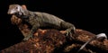 Varanus Rudicollis or Black Roughneck Monitor photographed with black background