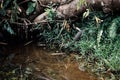 Varanus salvator alias asian water monitor lizard entering a small stream in the middle of the borneo rainforest