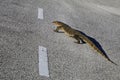 Varanus salvator also common water monitor, large varanid lizard native to South and Southeast Asia. Royalty Free Stock Photo