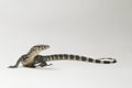 Asian Water Monitor Lizard or Varanus salvator Royalty Free Stock Photo