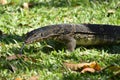 Varanus salvator on garden