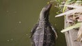 A varanus salvator swimming in a river in Thailand