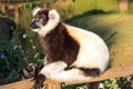 Varecia lemur Madagascar Royalty Free Stock Photo