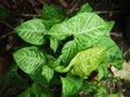 vareigated plants leafes growing in garden Royalty Free Stock Photo