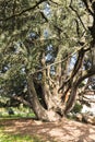 Varese Italy: Giardini degli Estensi, an old cedar of Lebanon Royalty Free Stock Photo