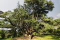 Varese Italy: Giardini degli Estensi, an old cedar of Lebanon Royalty Free Stock Photo