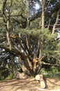 Varese Italy: Giardini degli Estensi, an old cedar of Lebanon Royalty Free Stock Photo