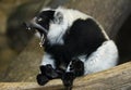 Vari lemur Royalty Free Stock Photo
