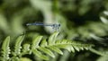 Variable Bluet Female, Coenagrion pulchellum a small blue dragonfly is sitting on a fern leaf