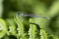 Variable Bluet Female, Coenagrion pulchellum a small blue dragonfly is sitting on a fern leaf