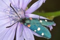 Variable burnet moth on a chicory flower close-up