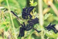 Variable Checkerspot Butterfly Caterpillars Royalty Free Stock Photo