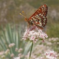 Variable Checkerspot Euphydryas chalcedona butterfly. Royalty Free Stock Photo