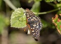 Variable Checkerspot - Euphydryas chalcedona Royalty Free Stock Photo