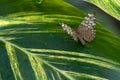 Variable Cracker Hamadryas feronia Butterfly Leaf