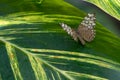 Variable Cracker Hamadryas feronia Butterfly Leaf Royalty Free Stock Photo