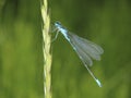 Variable damselfly, variable bluet (Coenagrion pulchellum) male in a natural habitat