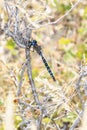 A Variable Darner Aeshna interrupta Perched on a Branch in the Mountains of Colorado Royalty Free Stock Photo