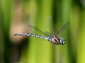 Variable Darner Dragonfly in Flight