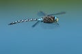 Variable Darner Dragonfly - Aeshna interrupta Royalty Free Stock Photo