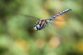 Variable Darner Dragonfly Hovering Royalty Free Stock Photo