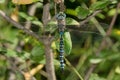 Variable Darner Dragonfly - Aeshna interrupta Royalty Free Stock Photo