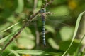 Variable Darner Dragonfly - Aeshna interrupta Royalty Free Stock Photo