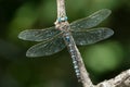 Variable Darner Dragonfly - Aeshna interrupta Royalty Free Stock Photo