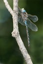 Variable Darner Dragonfly - Aeshna interrupta Royalty Free Stock Photo