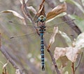 Variable Darner Dragonfly Royalty Free Stock Photo