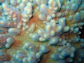 Variable Finger Coral