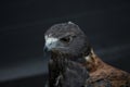 The Variable Hawk (Geranoaetus polyosoma Royalty Free Stock Photo