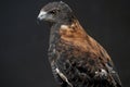 The Variable Hawk (Geranoaetus polyosoma Royalty Free Stock Photo