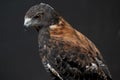 The Variable Hawk (Geranoaetus polyosoma Royalty Free Stock Photo