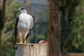 Variable Hawk on a trunk Royalty Free Stock Photo