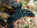 Variable Neon Slug (Nembrota Kubaryana) in the filipino sea 22.11.2015