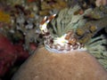 Variable Neon Slug (Nembrota Lineolata) in the filipino sea 10.12.2015 Royalty Free Stock Photo