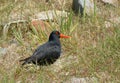 Variable Oystercatcher Royalty Free Stock Photo