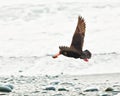 Variable Oystercatcher Royalty Free Stock Photo