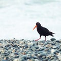Variable Oystercatcher Royalty Free Stock Photo