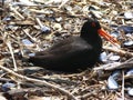 Variable Oystercatcher Royalty Free Stock Photo