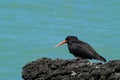 Variable Oystercatcher bird