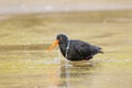 Variable oystercatcher Haematopus unicolor bathing in shallow water