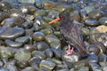 Variable oystercatcher and stones, New Zealand