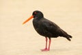 Variable oystercatcher Haematopus unicolor standing on the beach